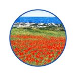 Art of West Coast Wildflower season.